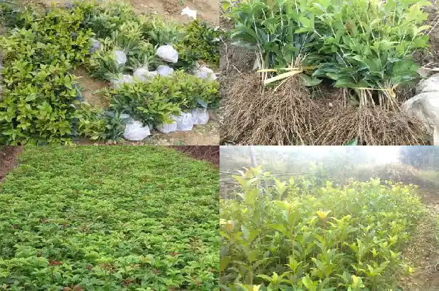 八月桂花遍地开第一集1682990711699