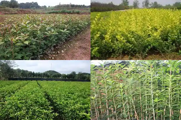 桂花有一年开两次的吗1690504165669