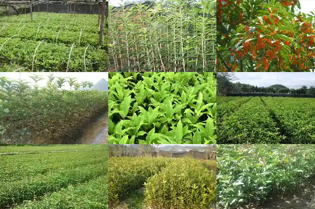 八月桂花遍地开第五集1682990733812