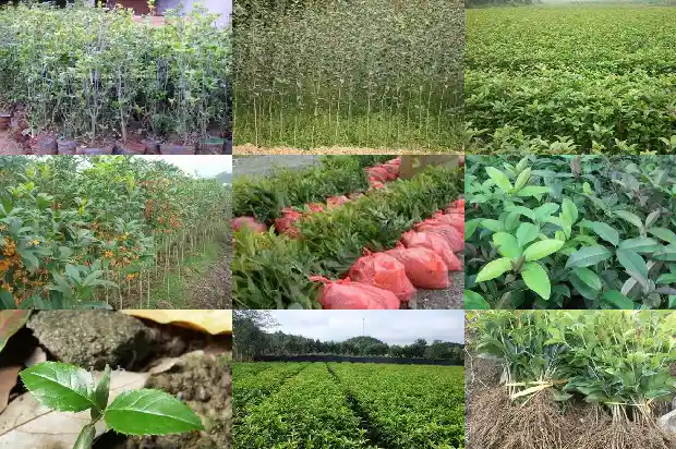 八月桂花遍地开豆瓣1682990751237