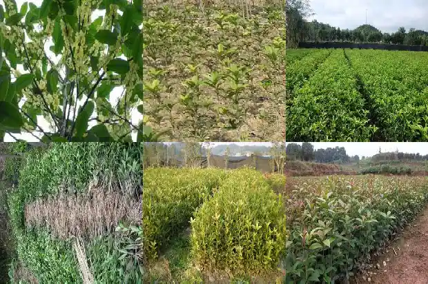 八月桂花遍地开豆瓣1682990751285