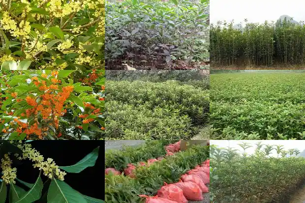 年年八月桂花盛开1682990758952