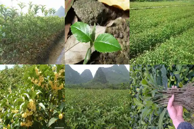 八月桂花遍地开改编1682990770739