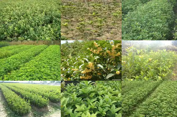 小火烘干桂花以后全变黑了1689034998617