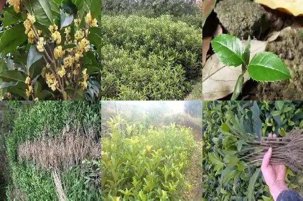 四季桂花树和八月桂花树的区别1689899152316