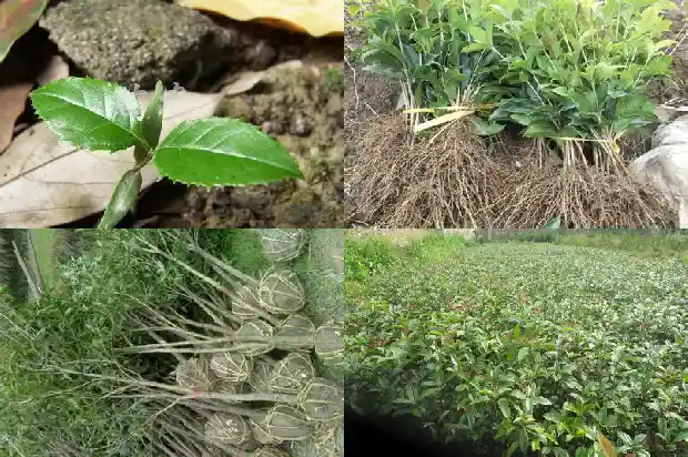 桂花乌龙茶孕妇可以喝吗早期1689467612868