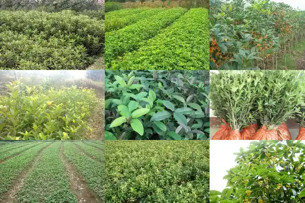 大量收购桂花树花蕾1682990816326
