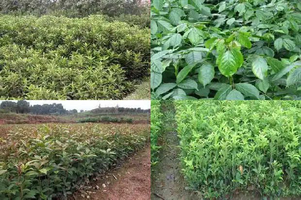 大量收购桂花树花蕾1682990816373