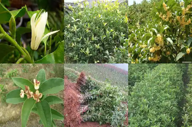 收购鲜桂花1682990824165