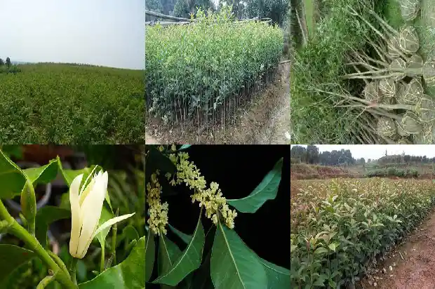 桂花树能不能做家具用1682990835931