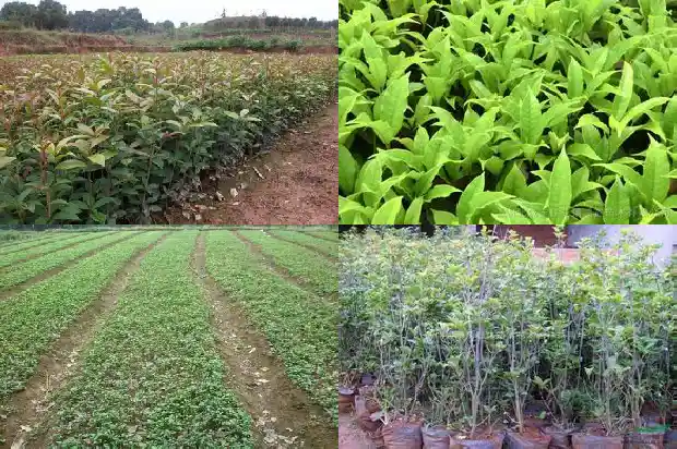 桂花树能不能做家具用1682990835979