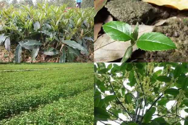 桂花树能不能做家具用1682990836027