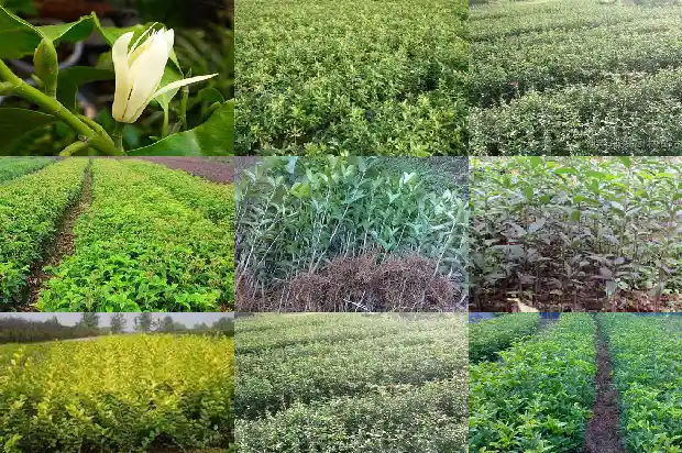 桂花树能不能做家具用1682990836074