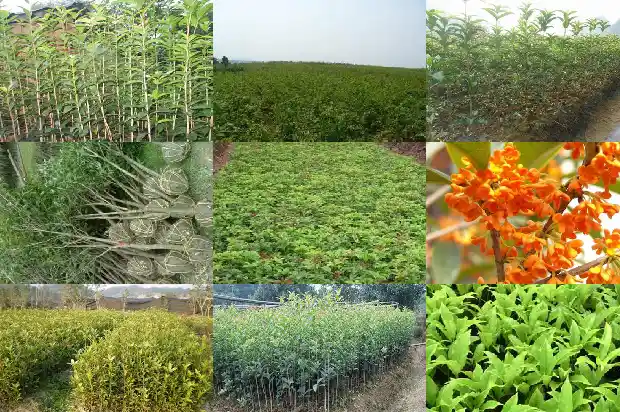 桂花种子育苗时间1682990857483