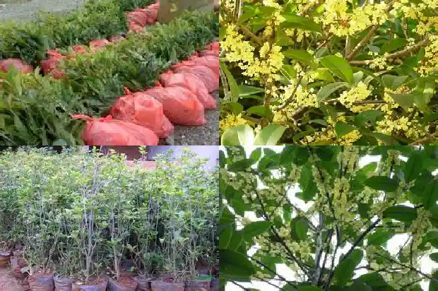 桂花树有干枝是否要剪去1690331628738