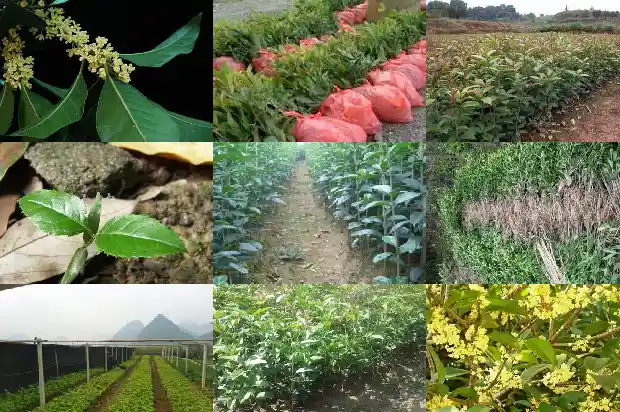 桂花苗木基地大种植户1682990869364