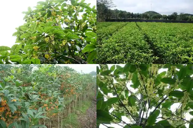 桂花苗木基地大种植户1682990869459