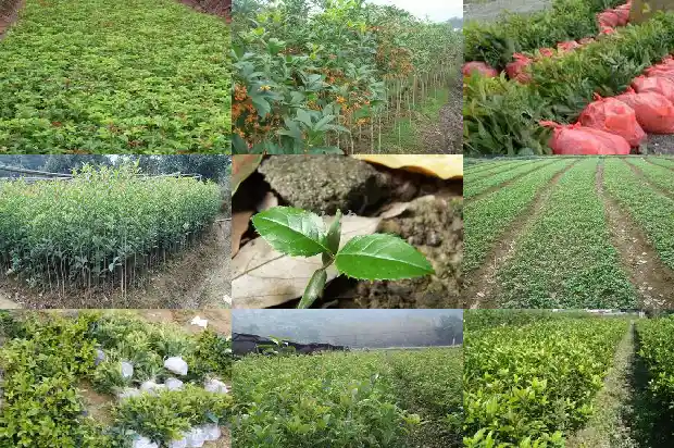 怎样给桂花树输液1682990888813