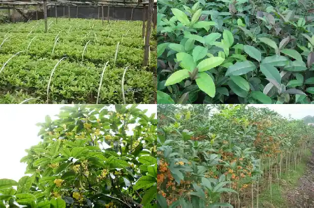 怎样给桂花树输液1682990888907
