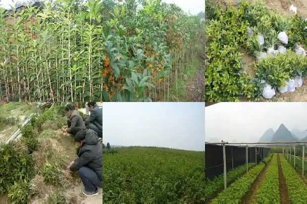 桂花旅游景点1683072523831