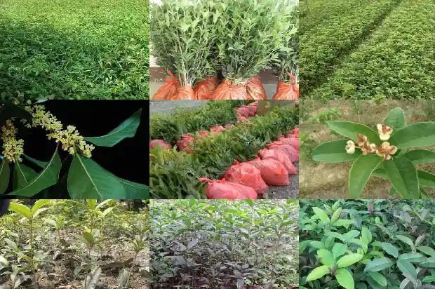 桂花树苗木表1683072799380