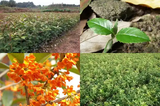 桂花各品种开花时间1683073014689