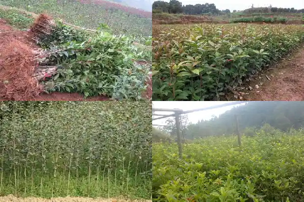 桂花各品种开花时间1683073014737