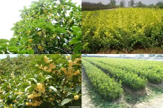 桂花一共有几种品种1683073091069
