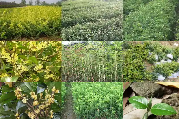 桂花品种四季开花1683073172473