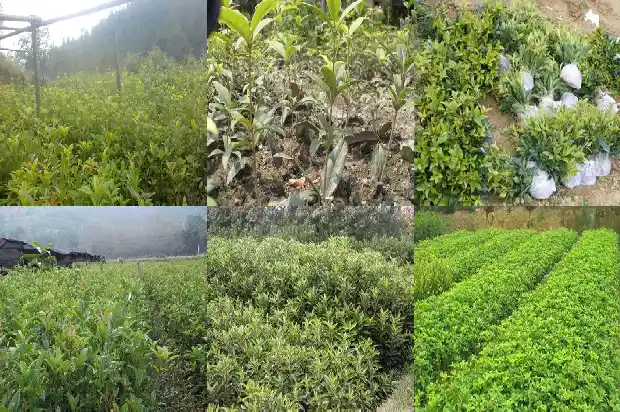 桂花品种四季开花1683073172616