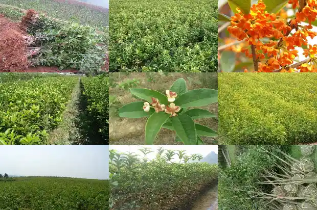 怎样分辨桂花品种1683073247364