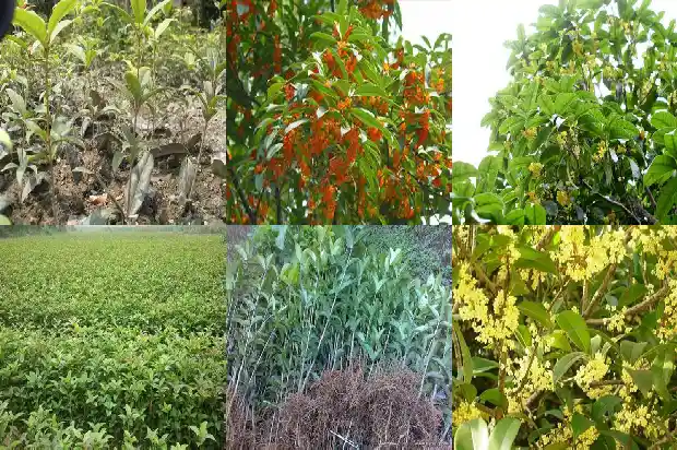 怎样分辨桂花品种1683073247460