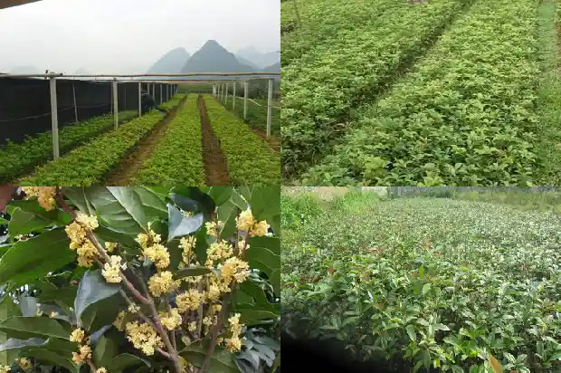 6公分桂花树多少钱1棵呢1689838429194