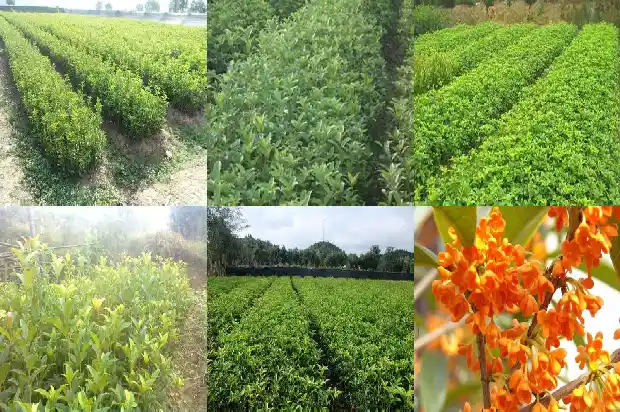 盆栽桂花修剪时间和方法1688347137144