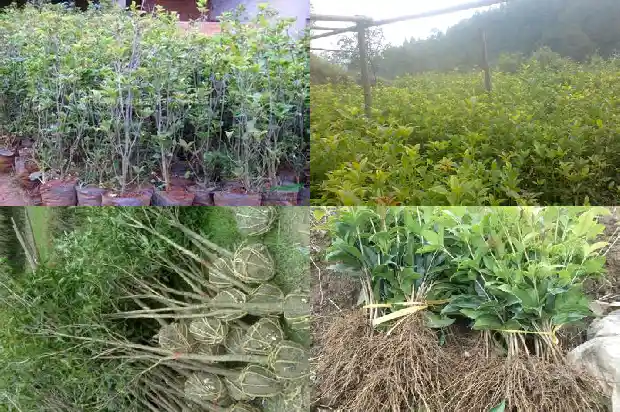 桂花香东北大米1683073631508