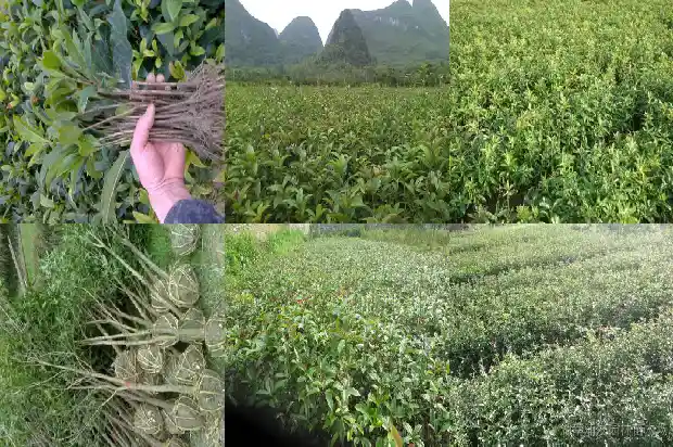 桂花香东北大米1683073631556