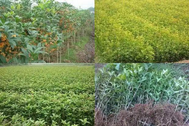 桂花树咋样繁殖1683073699401