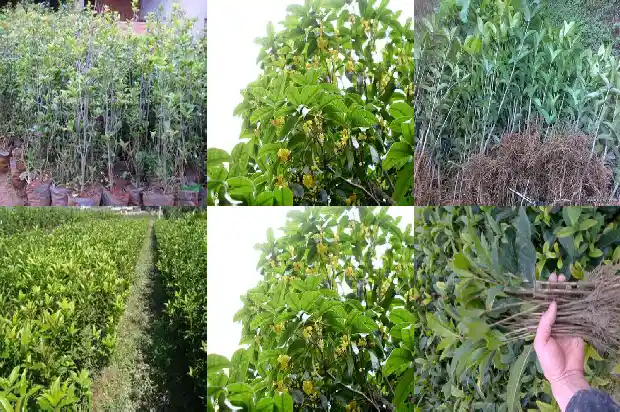 桂花树咋样能载活1683073790565
