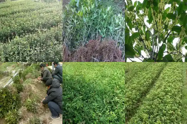 怎样让桂花树长得快长得粗1683073946228