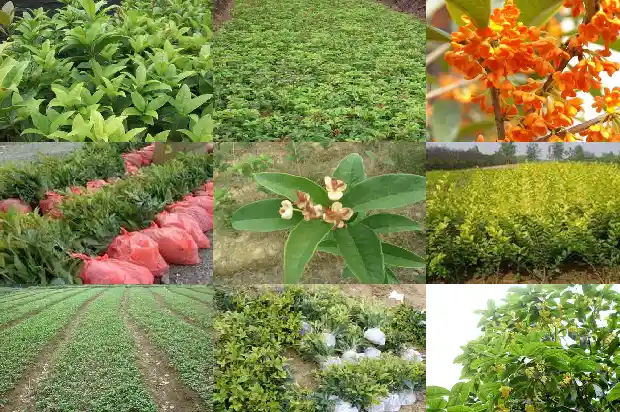 桂花树种家里1683074038960