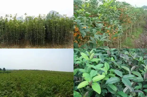 桂花树发芽不长1683074097600