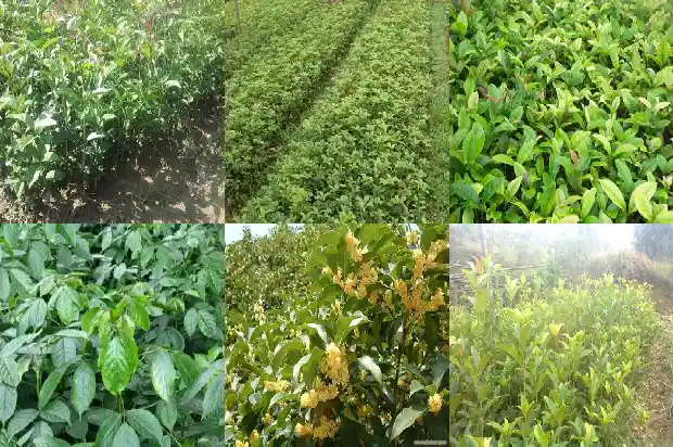 家门口可不可以种桂花树盆栽1683074180000