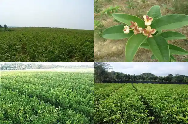 家门口可不可以种桂花树盆栽1683074180048
