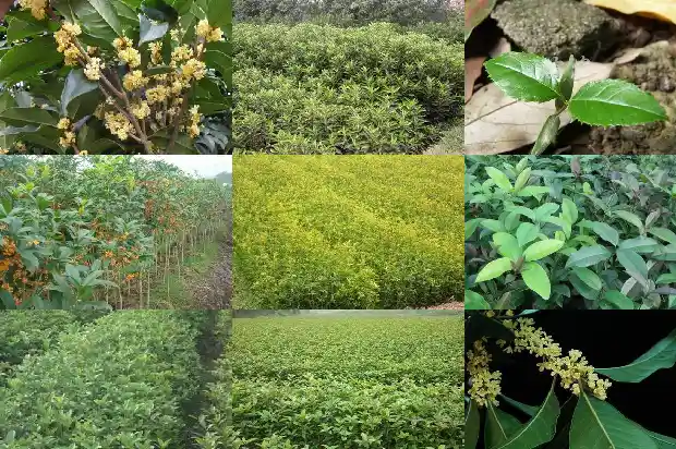 家门口可不可以种桂花树盆栽1683074180094