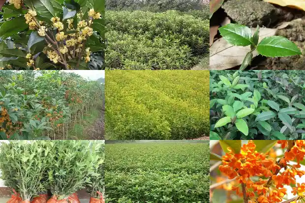 哪里有卖桂花树小苗的地方呀1690763700379