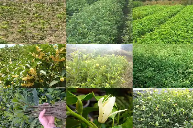 野生桂花树会不会开花结果1683074314899