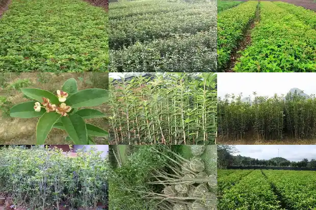 野生桂花树会不会开花结果1683074314946