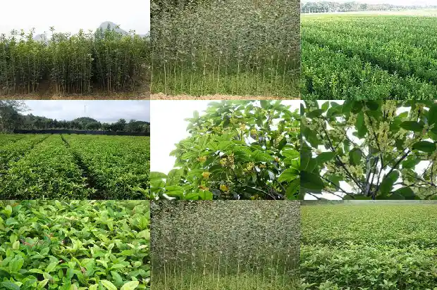 野生桂花几月份开花结果实1683074345271
