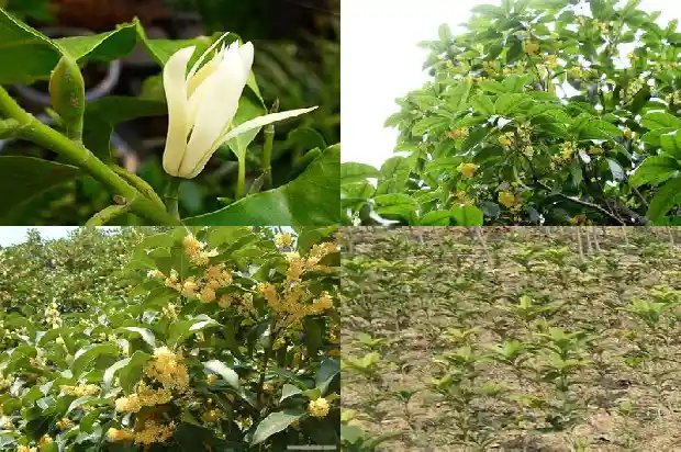 野生桂花几月份开花结果实1683074345318
