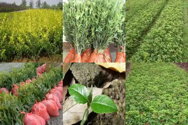 野生桂花几月份开花结果实1683074345365